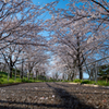 早朝の桜