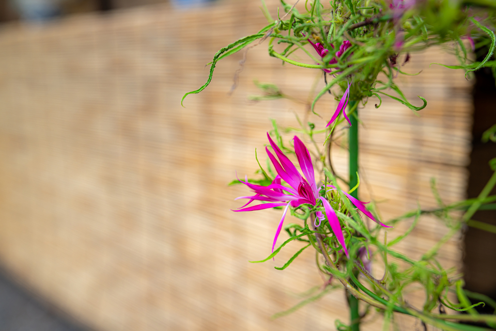 向島百花園　謎の花