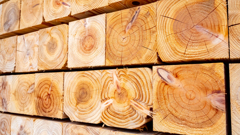 単焦点レンズを購入したので試し撮り②