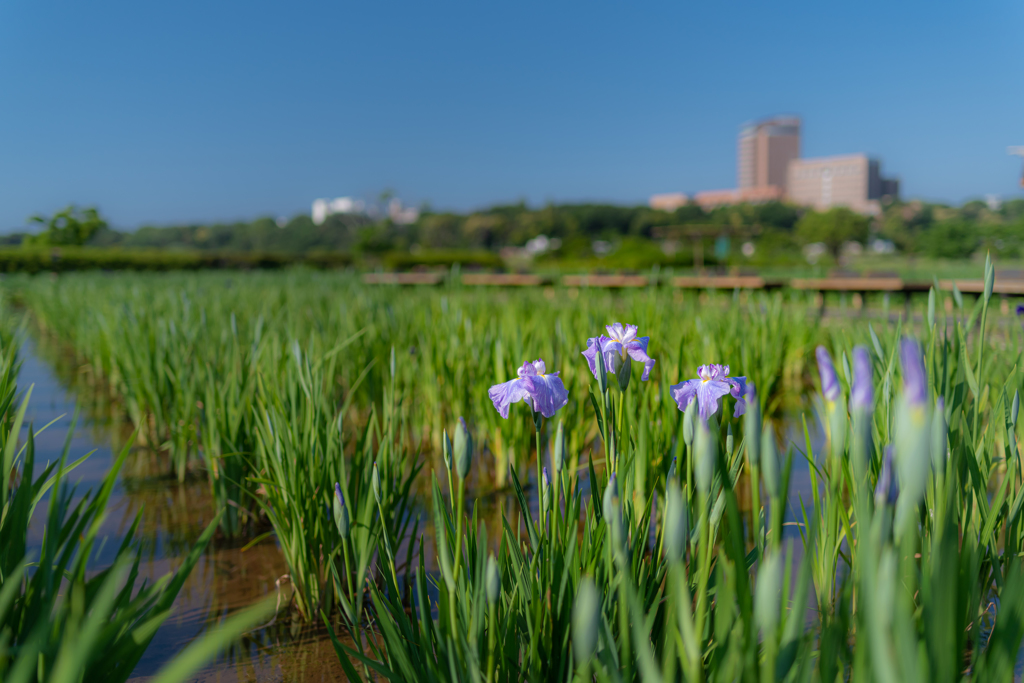 小岩菖蒲園 早咲き 完結編