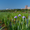 小岩菖蒲園 早咲き 完結編