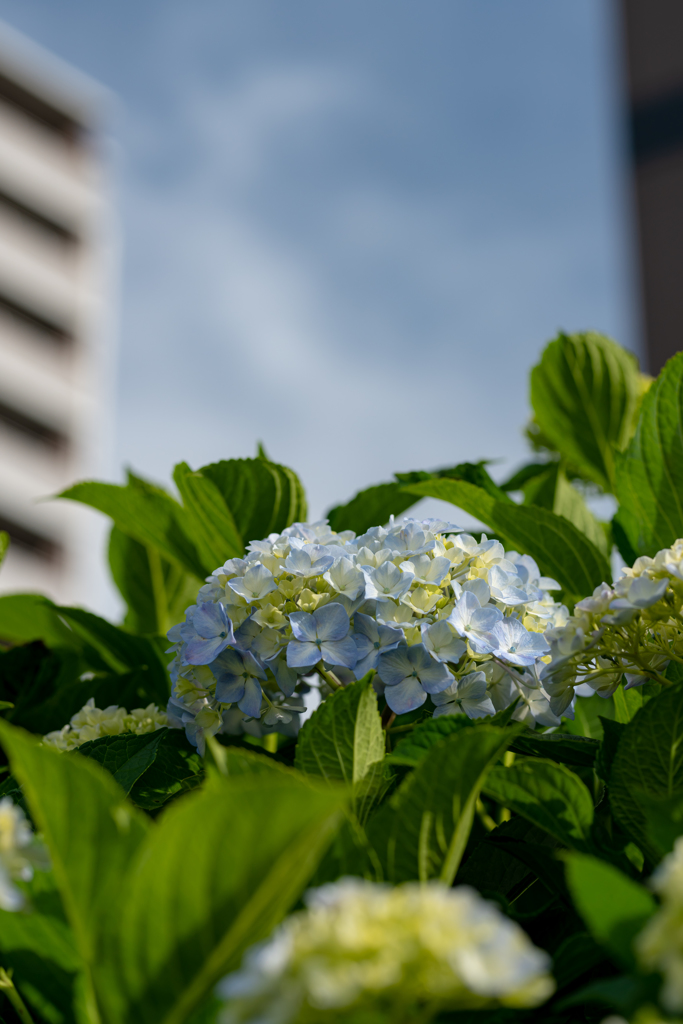 紫陽花の季節到来！ ビルの谷間から～