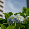 紫陽花の季節到来！ ビルの谷間から～