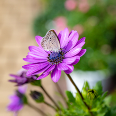 紫の花とシジミ蝶！