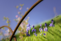 鉄柵越しの春花＾＾￥