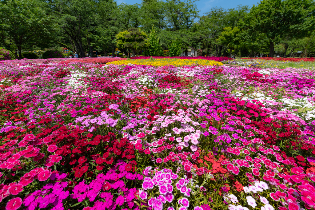ひみつの花園！？