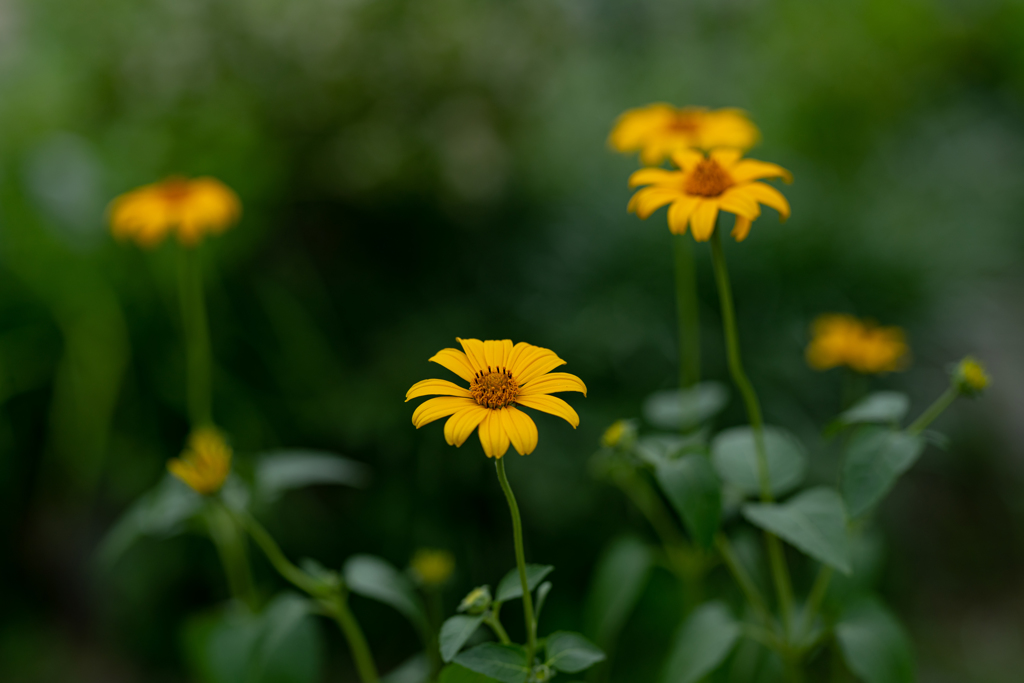 6月って黄系の花が咲く時期なのでしょうか！