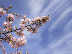 白い雲と河津桜＾＾￥