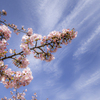 白い雲と河津桜＾＾￥