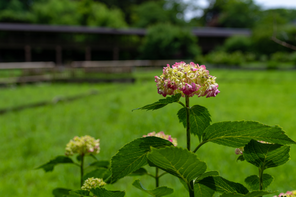 本土寺　田園あじさい