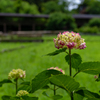 本土寺　田園あじさい