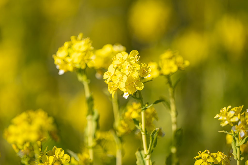 菜の花 2022＾＾￥