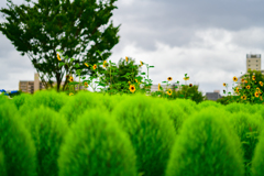 台風の直撃の前のマクロ⑤