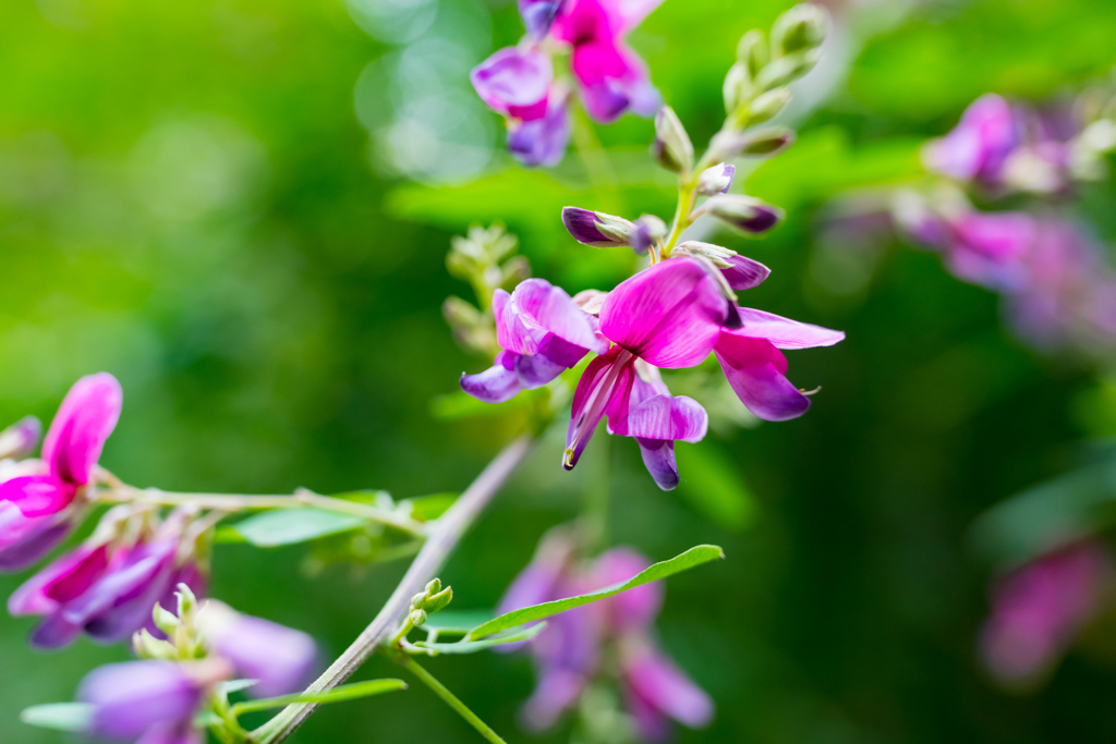 初秋の向島百花園④