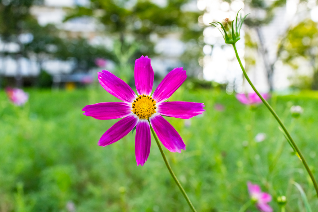 夏の終わり④