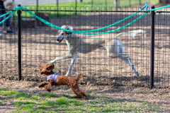 仲良し・犬たち