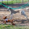 仲良し・犬たち