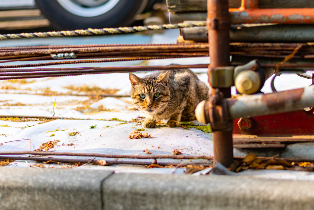 朝食の邪魔をしちゃったかな！　野良猫めんご