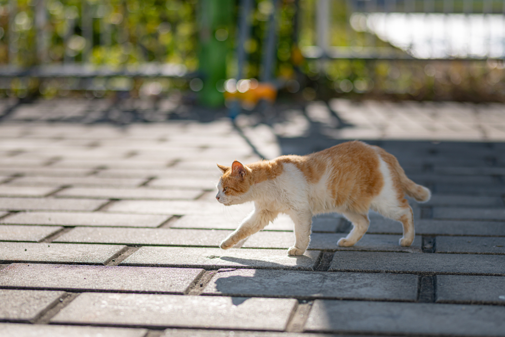 光と影。。。そして猫！