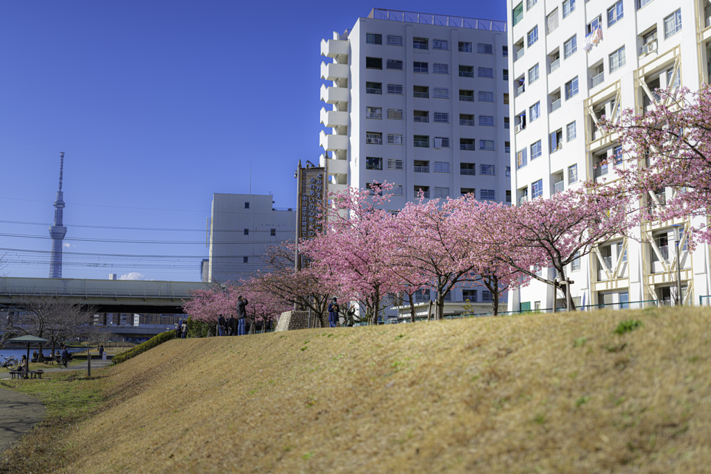 超春日和＾＾￥河津桜④