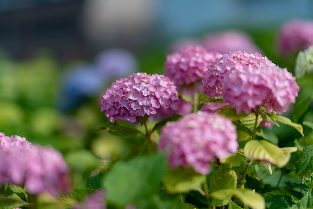 紫陽花の季節到来！　薄紅！