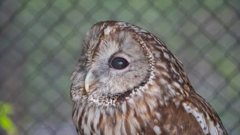 上野動物園②