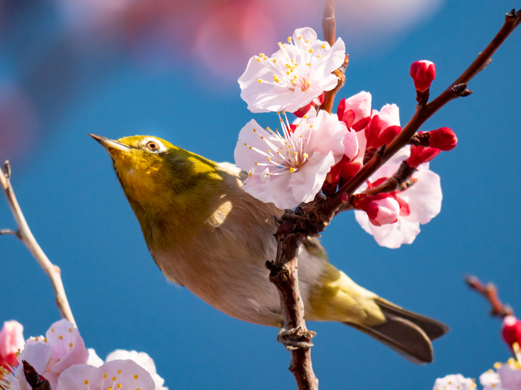 朝の緋寒桜と野鳥