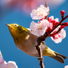 朝の緋寒桜と野鳥