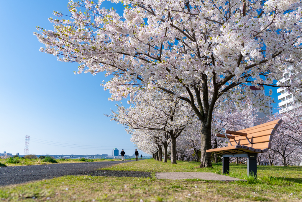 桜とベンチと青空と