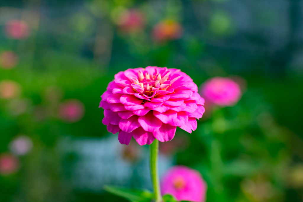 清澄白河への道⑤