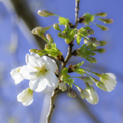 あっ！桜が咲いた＾＾￥