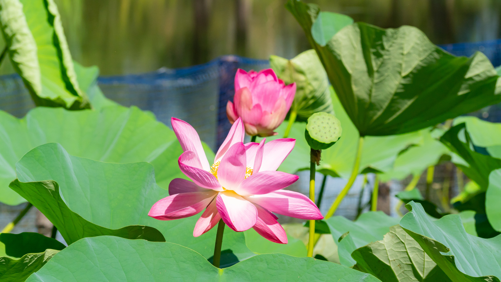 水元公園撮影散歩⑩