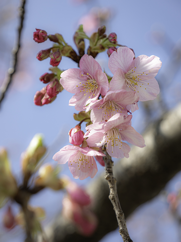 河津桜２０２１　⑤