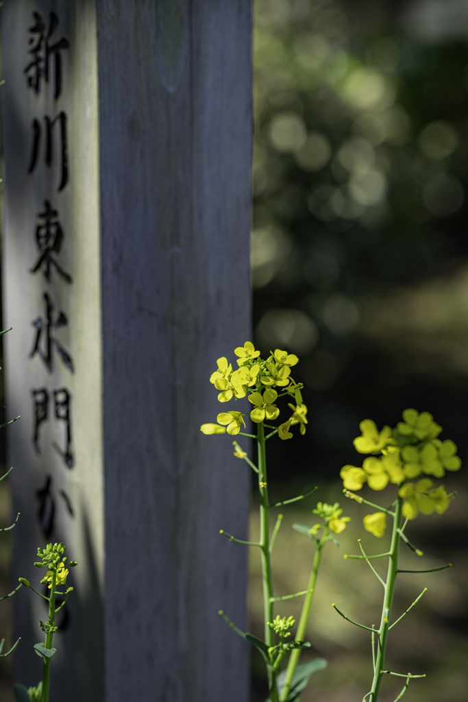 木陰と菜の花＾＾￥