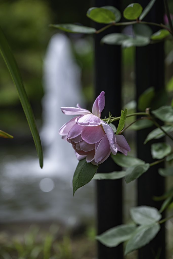 谷津バラ園　第一部・完　噴水近くの薔薇＾＾￥