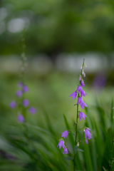 謎めいた紫の花