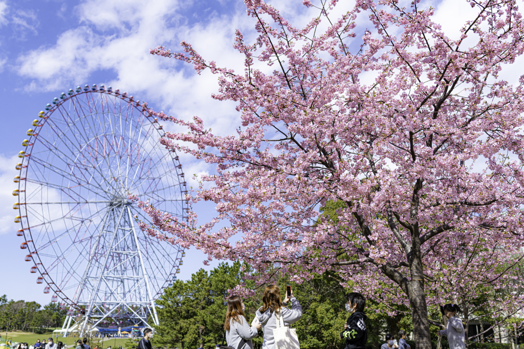 桜＾＾￥　今更ながらですがｗｗｗ