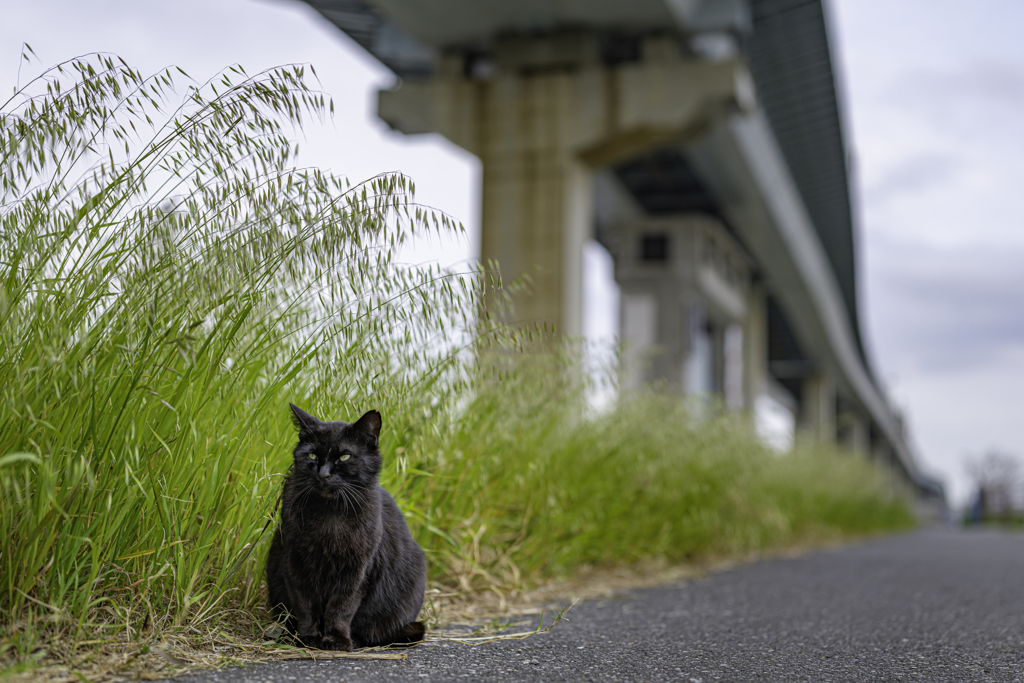 高架橋と黒ネコ＾＾￥