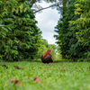 コーヒー農園の鶏！　あれ？見つかっちゃった？