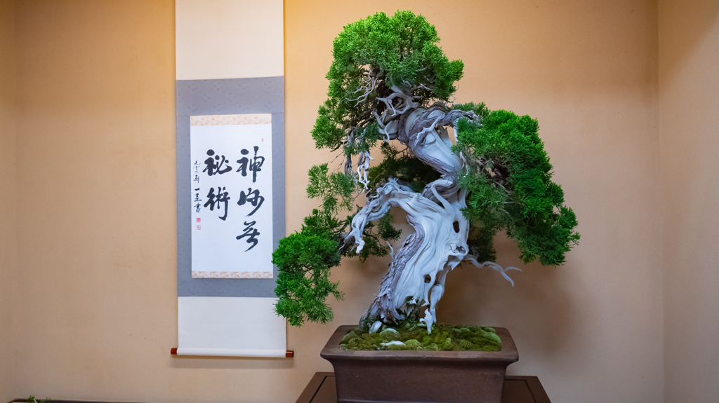 THE BONSAI④