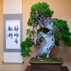 THE BONSAI④