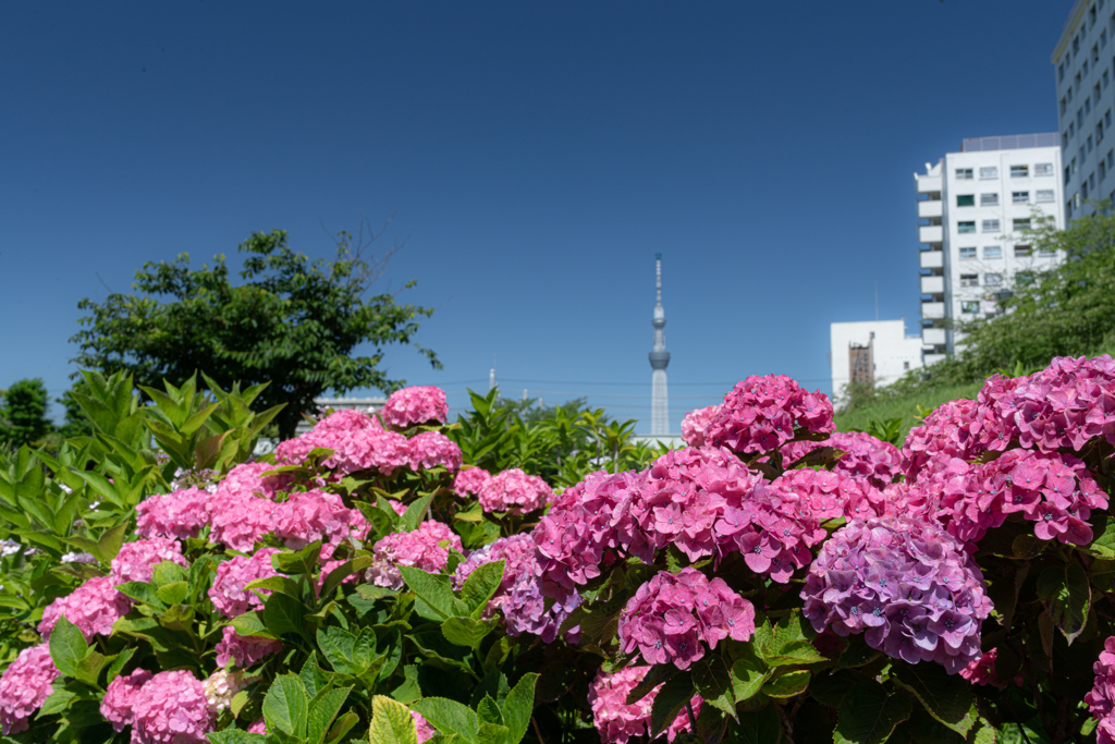 あじさいと塔