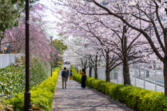 恋人たちと桜坂