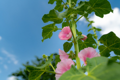 この花の名前・・・青空ｗ