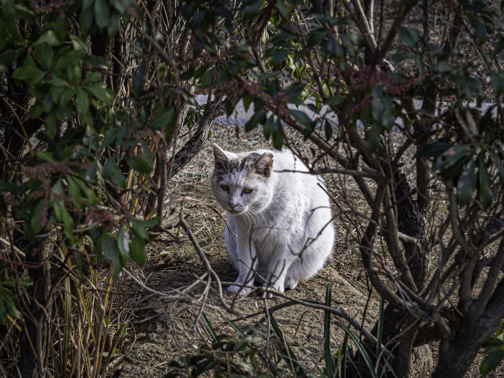 生き抜く猫！＾＾￥