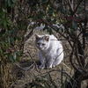生き抜く猫！＾＾￥