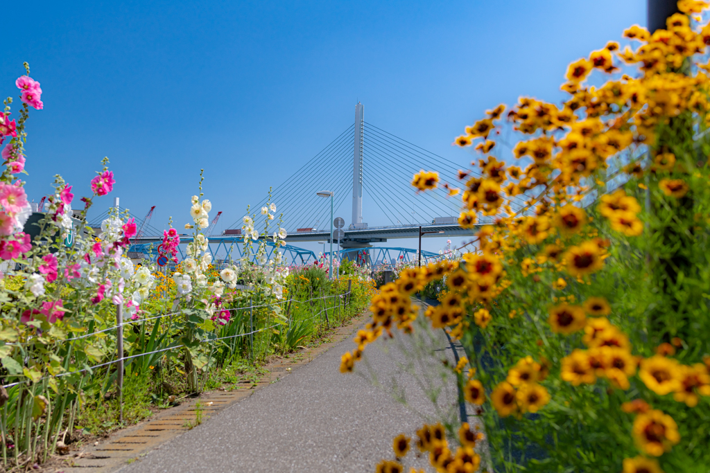 続・たち葵ロード　花々とハープ橋