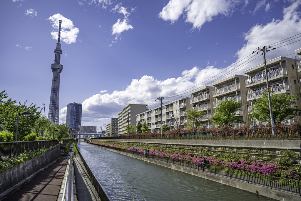 つつじと東京スカイツリー＾＾￥