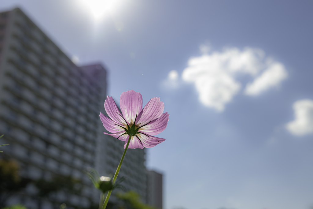 青空コスモス②＾＾￥