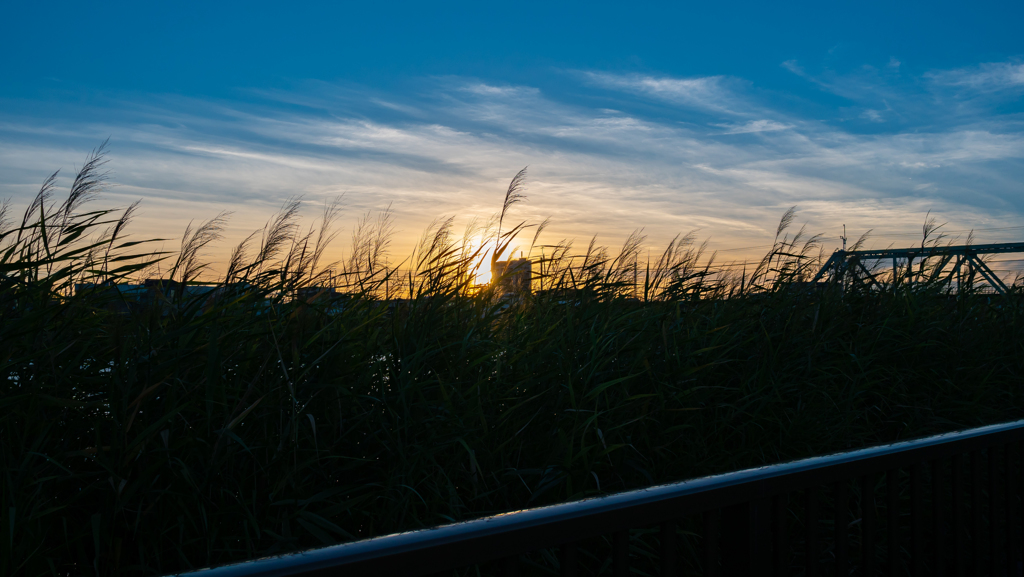 夕暮れの撮影散歩④